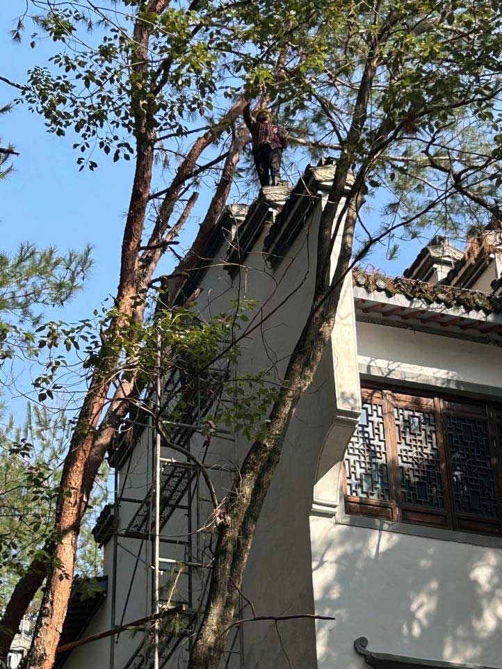 排除隱患，國資公司砍樹解民憂