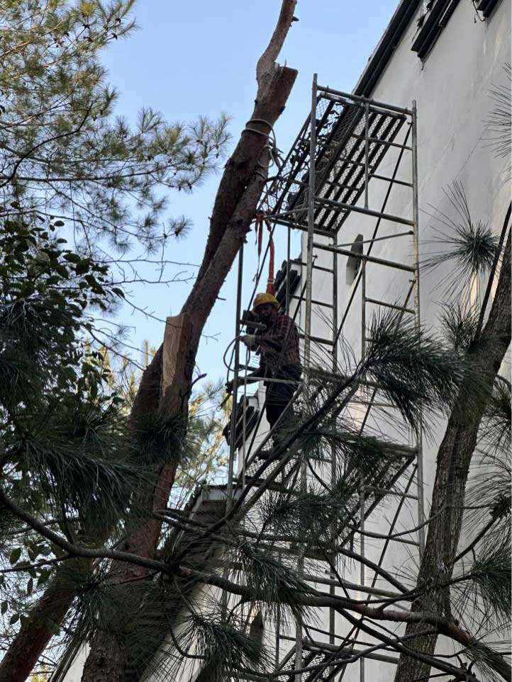 排除隱患，國資公司砍樹解民憂